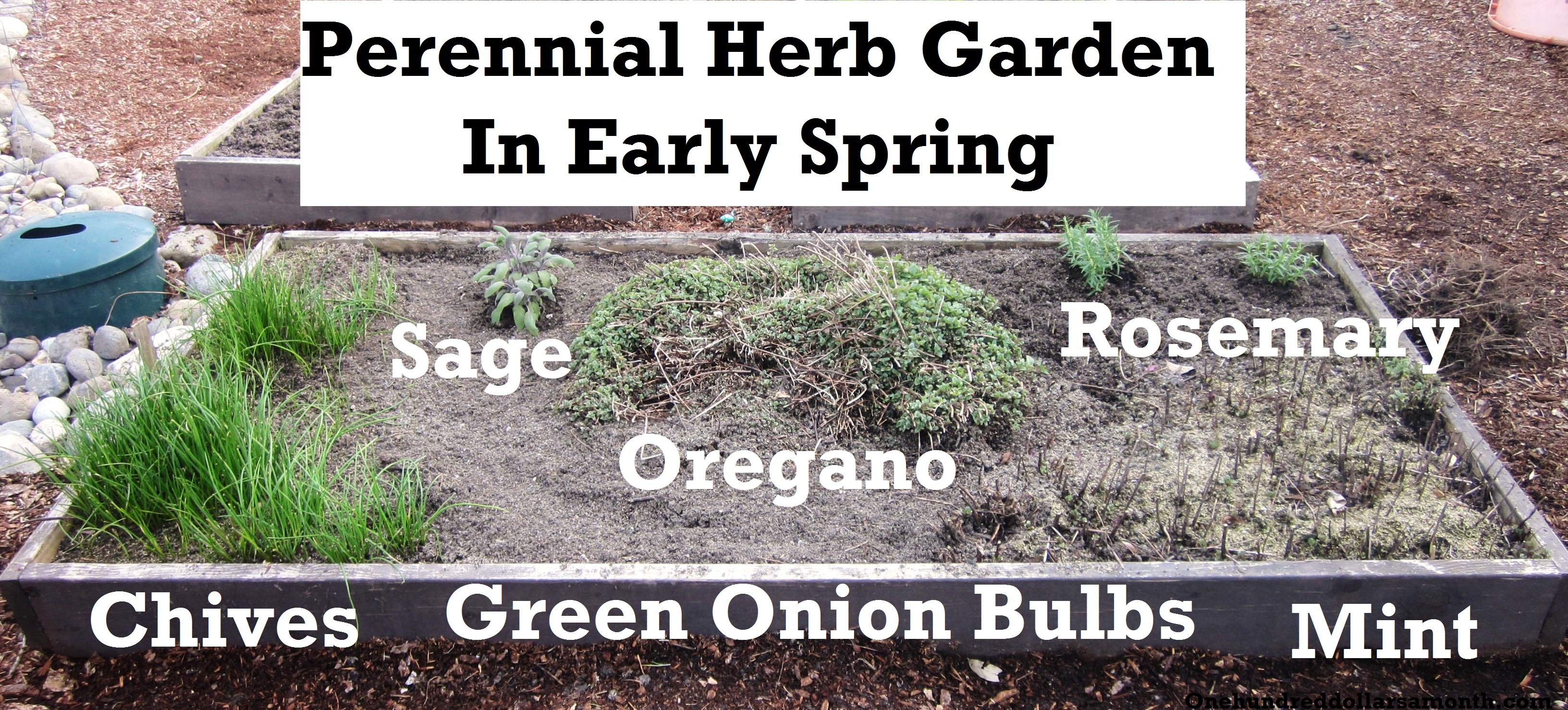 How to Grow Your Own Food: Planting a Perennial Herb Garden