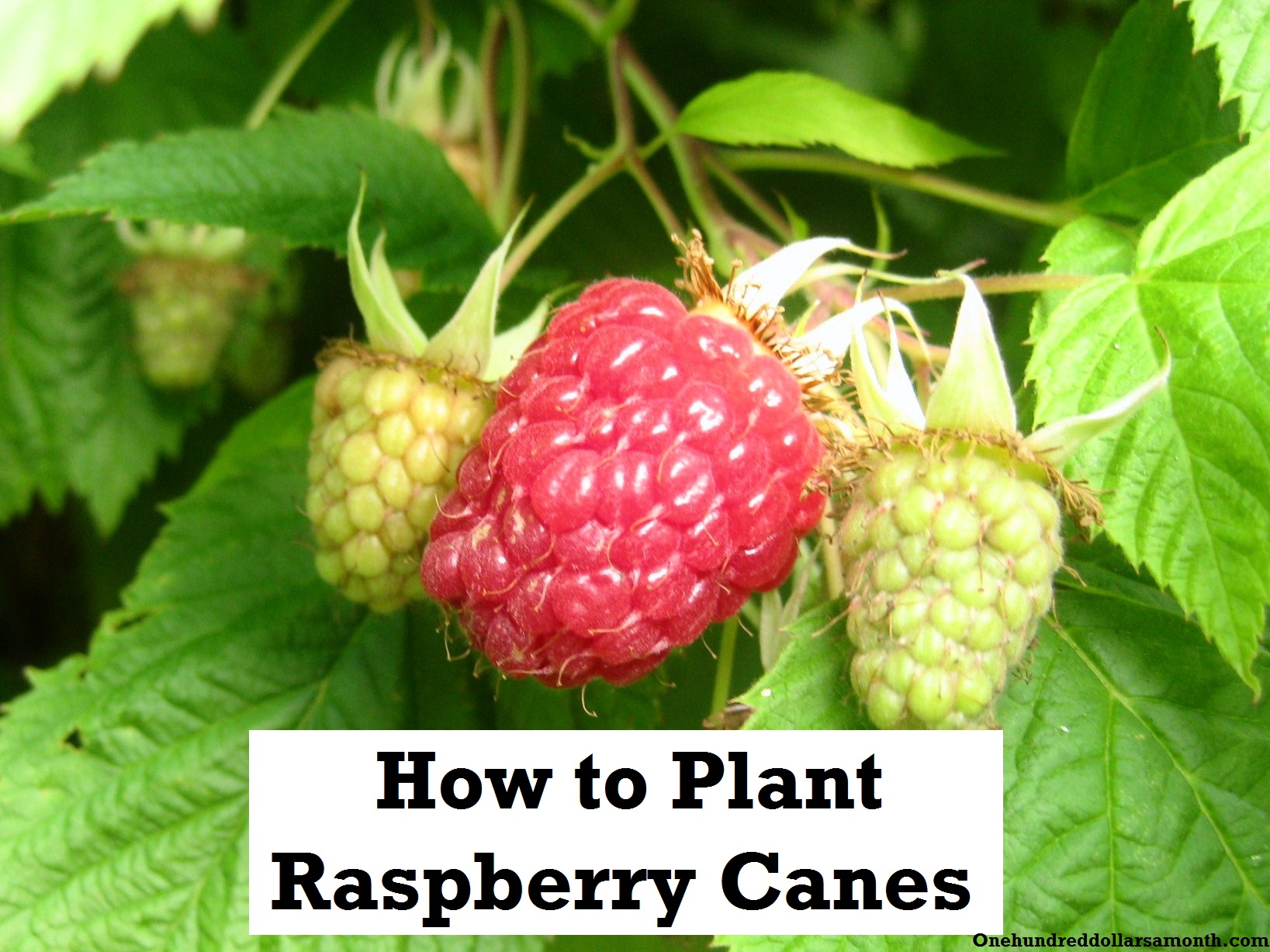 How to Grow Your Own Food: How to Plant Raspberries / Raspberry Canes
