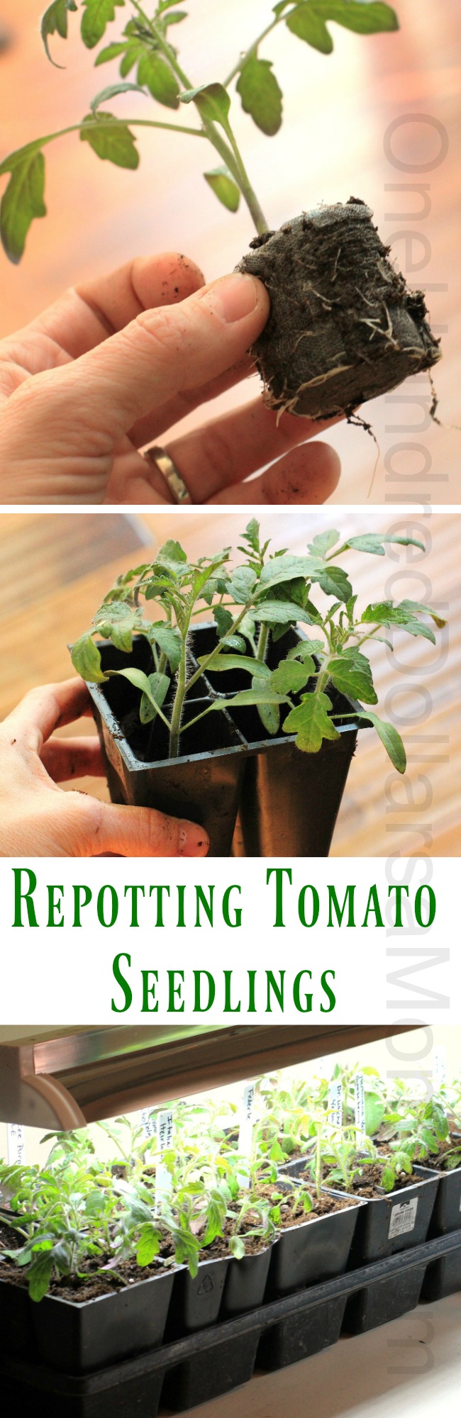 How to Grow Your Own Food: Repotting Tomato Seedlings