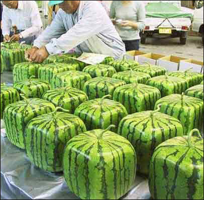 Square Watermelons?  Oh I’ll Have to Try This!