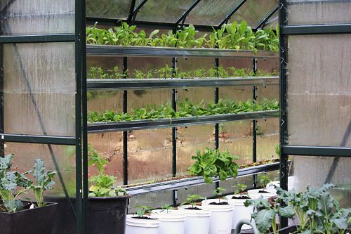 How to Grow Food In a Greenhouse: Show and Tell