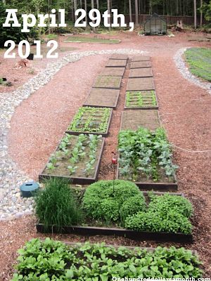How to Grow Your Own Food: Garden Plot Pictures
