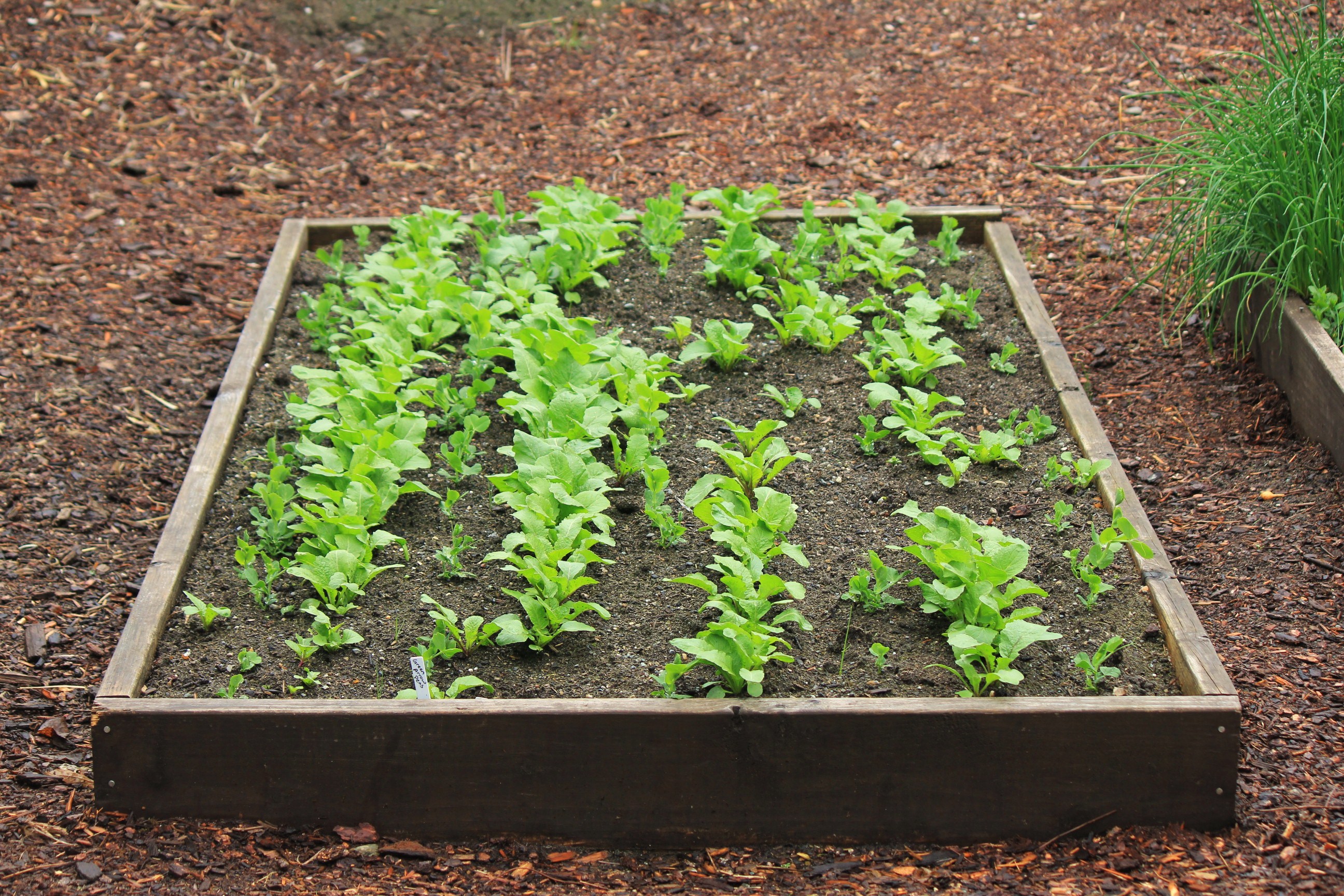 How to Transplant Pea Seedlings