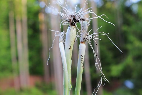 How to Grow Your Own Food: Weigh In Wednesday