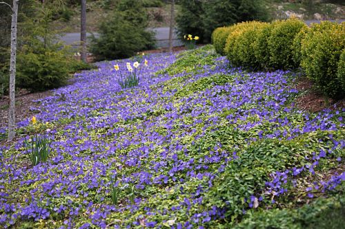 Garden Therapy – Slow and Steady Wins the Race