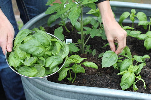 How to Grow Your Own Food: Weigh In Wednesday