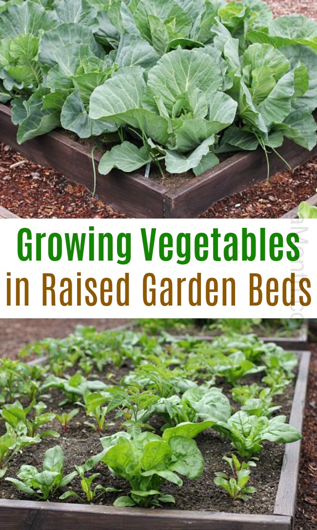 How To Grow Your Own Food: Vegetable Garden Tour