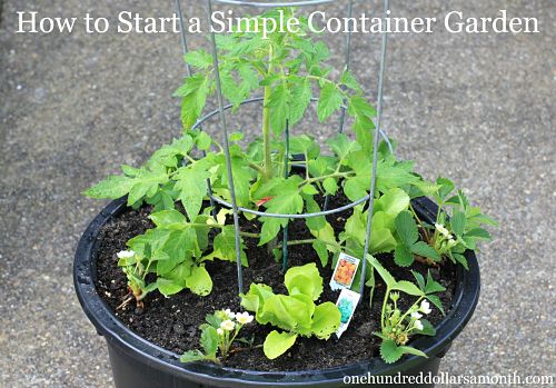 How to Start a Vegetable Container Garden
