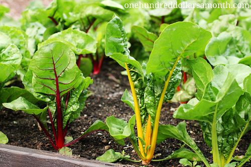 How to Grow Your Own Food: Rainbow Swiss Chard
