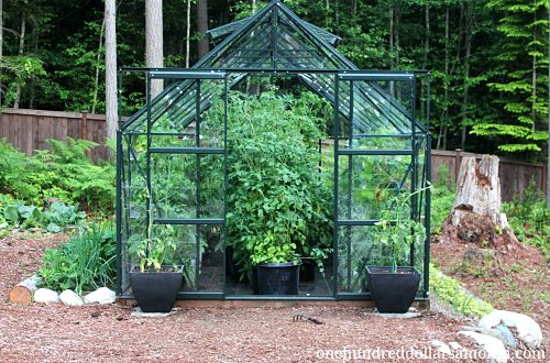 How to Grow Food in a Greenhouse – Tomatoes, Peppers, Strawberries, Basil + More