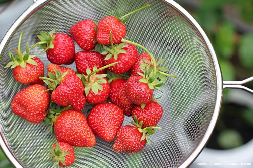 UPDATE – How to Grow Food In a Greenhouse: Planting Strawberries in Gutters