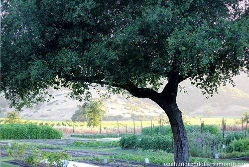 Garden Tour – The French Laundry – Napa Valley, California