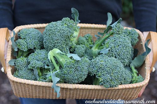 Mavis Garden Blog – When to Harvest Broccoli