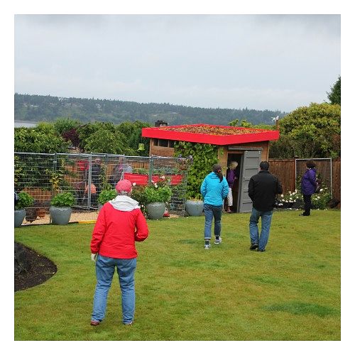 Tacoma Urban Chicken Coop Tour 2012 – Unique Chicken Coop w/ Living Roof