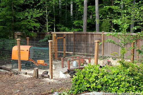 Raising Backyard Chickens – A New Chicken Yard For The Hens