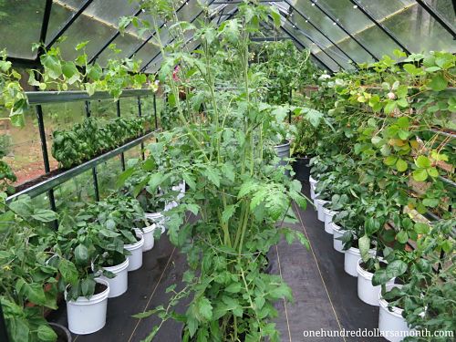 How to Grow Food in a Greenhouse – Tomatoes, Basil, Cucumbers and Peppers