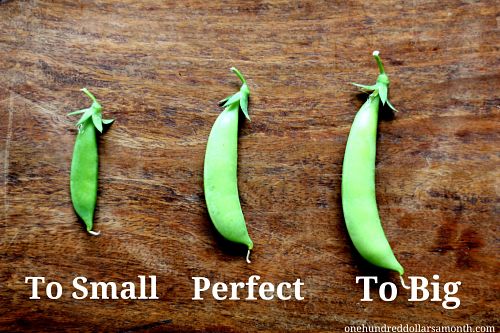 Mavis Garden Blog - When to Pick Sugar Snap Peas - One Hundred Dollars
