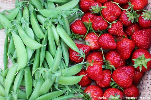 How to Grow Your Own Food: Weigh In Wednesday