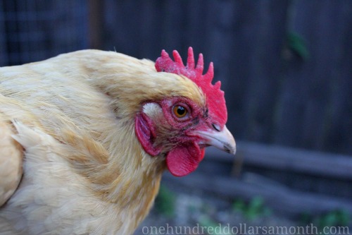 Raising Backyard Chickens – Buff the Wayward Chicken Update