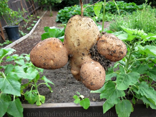 Mavis Garden Blog – Growing Mutant Vegetables In The Garden