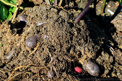 Mavis Garden Blog – Purple Potatoes