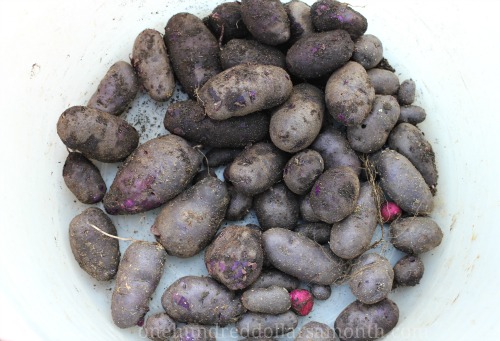 Recipe – Roasted Beet, Potato, and Walnut Salad