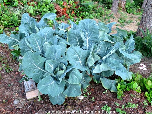 How to Grow Your Own Food – Recycled Wood Pallet Garden Update