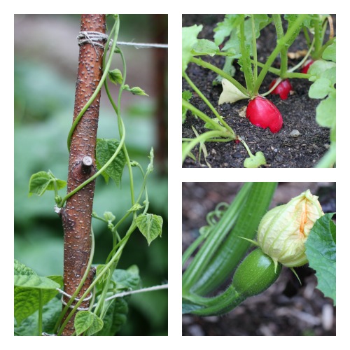 How To Grow Your Own Food – Mavis’ Vegetable Garden Tour