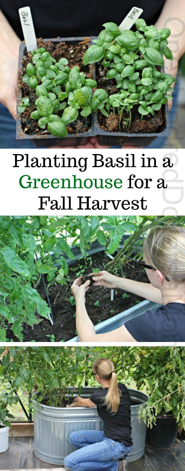 Mavis Garden Blog – Planting Basil in the Greenhouse for a Fall Harvest