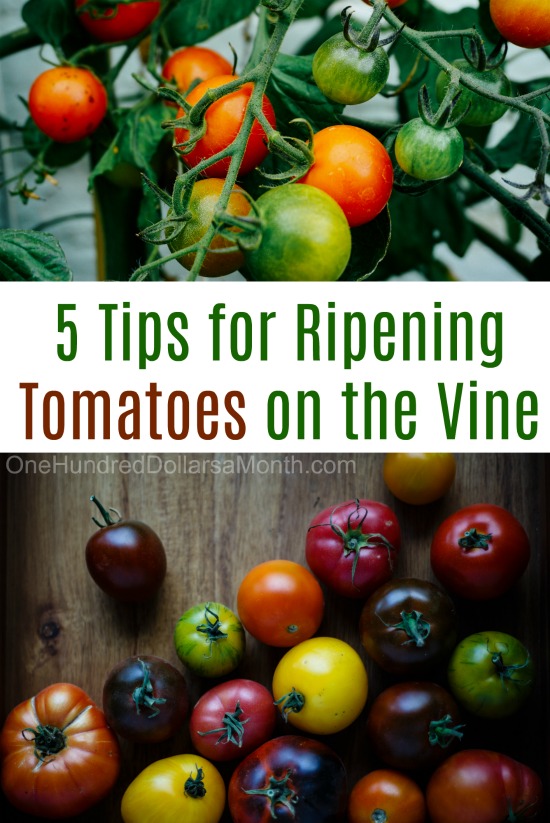 Mavis Garden Blog – 5 Tips for Ripening Tomatoes on the Vine