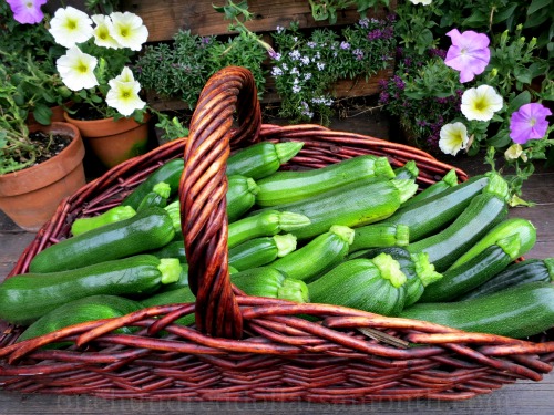 Mavis Garden Blog – Zucchini, Zucchini, Zucchini