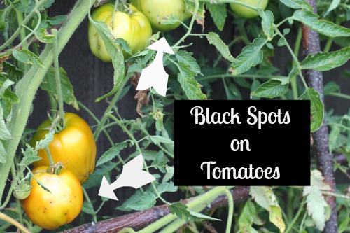 Mavis Garden Blog – Pictures of Heirloom Tomatoes