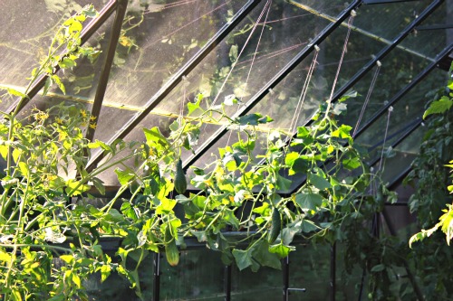 Mavis Garden Blog – Growing Cucumbers Vertically in a Greenhouse