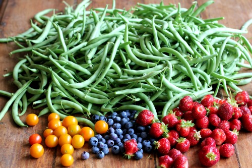 Mavis Garden Blog – A Thursday Morning Bountiful Harvest