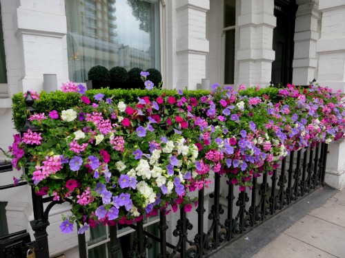 London – Pictures of Various Front Doors and Window Boxes