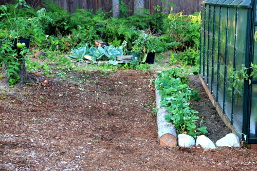 Mavis Garden Blog – Pulling Weeds and Planting Peas