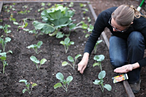 Mavis Garden Blog – How Late Can You Grow Carrots?