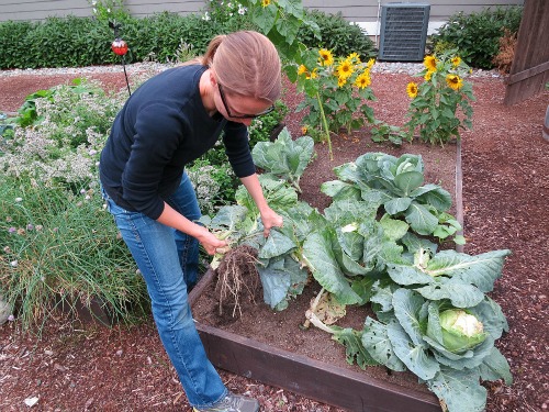 Mavis Garden Blog – Planting Broccoli For a Late Fall Harvest