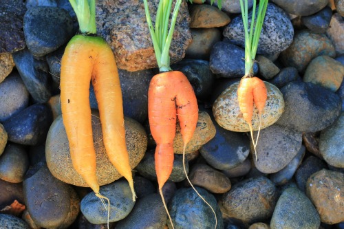 Mavis Garden Blog – What Causes Mutant Carrots?