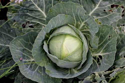 How To Grow Your Own Food – Mavis’ Vegetable Garden Tour