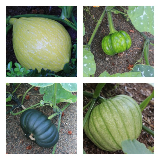 How To Grow Your Own Food – Mavis’ Vegetable Garden Tour