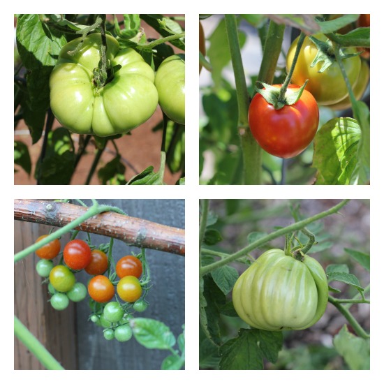 Mavis Garden Blog – Basil and Heirloom Tomatoes