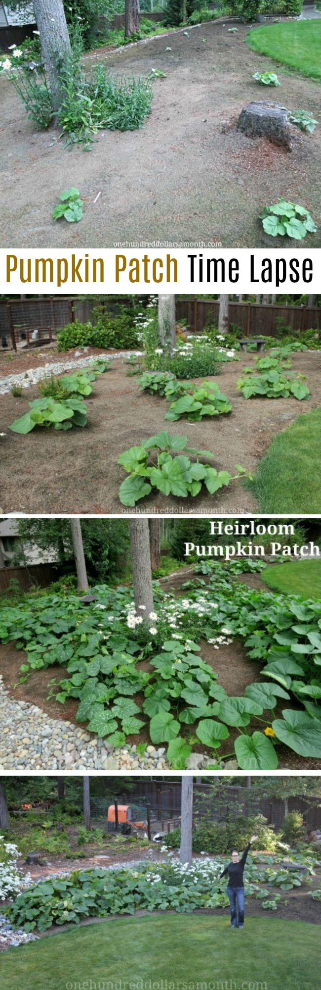 Mavis Garden Blog – The Heirloom Pumpkin Patch