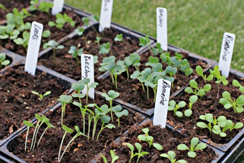 Mavis Garden Blog – Now is the Time to Plant Your Fall Vegetable Garden