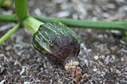 Mavis Garden Blog – What Do You Do With Squash that is Dying on the Vine?