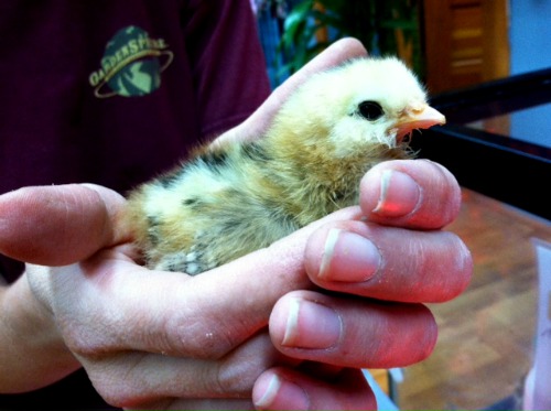 Raising Chickens – Meet Hilda and Matilda our Newest Araucana Chicks