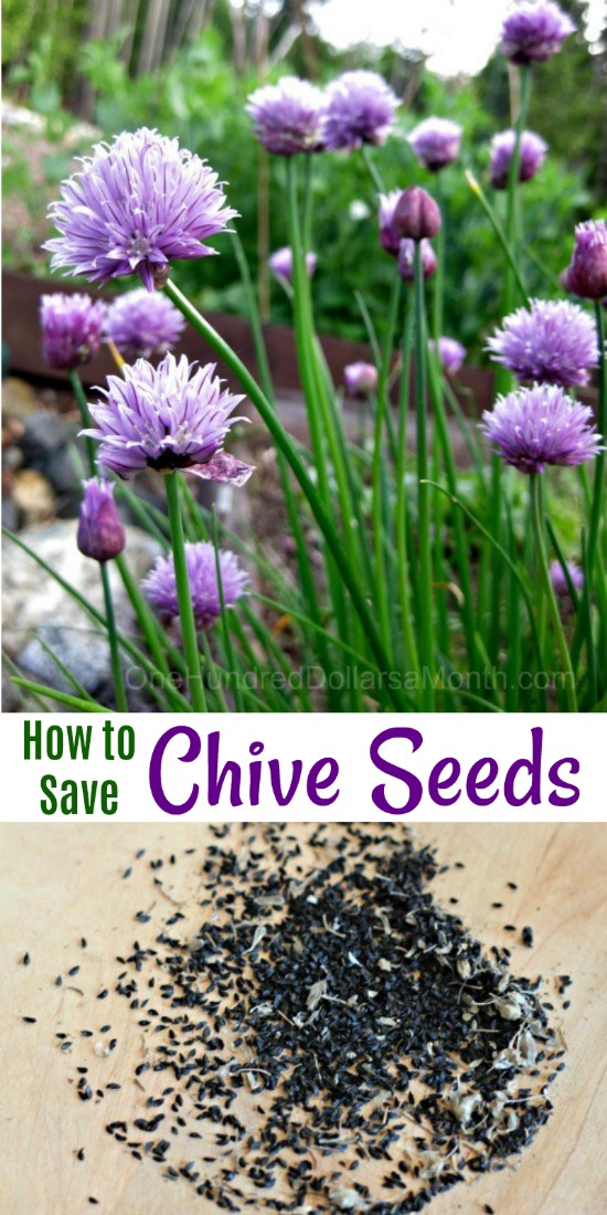 Mavis Garden Blog How to Save Chive Seeds One Hundred Dollars a Month