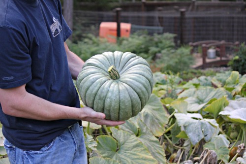 How to Grow Your Own Food – Weigh In Wednesday