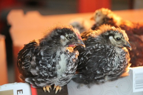 Raising Backyard Chickens – Baby Chicks 3 Week Check Up