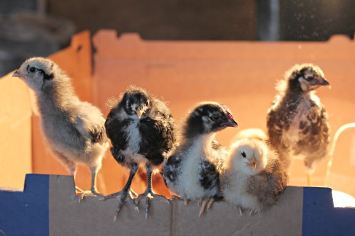 Raising Backyard Chickens – Baby Chicks 2 Week Check Up
